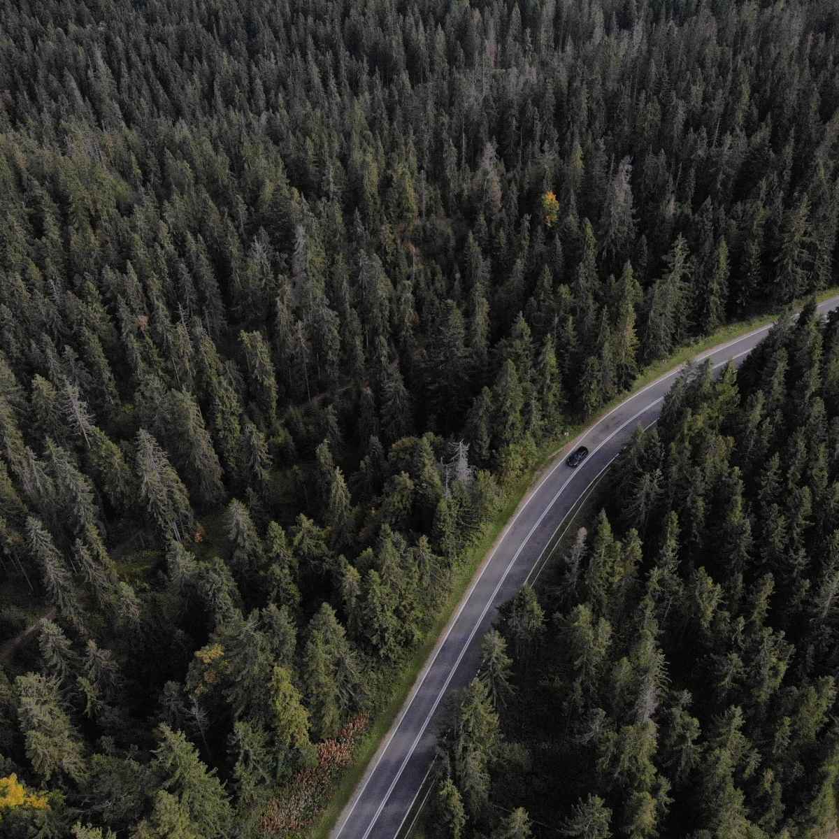väg genom skogen sett från fågelperspektiv, transfer från Krakow till Zakopane