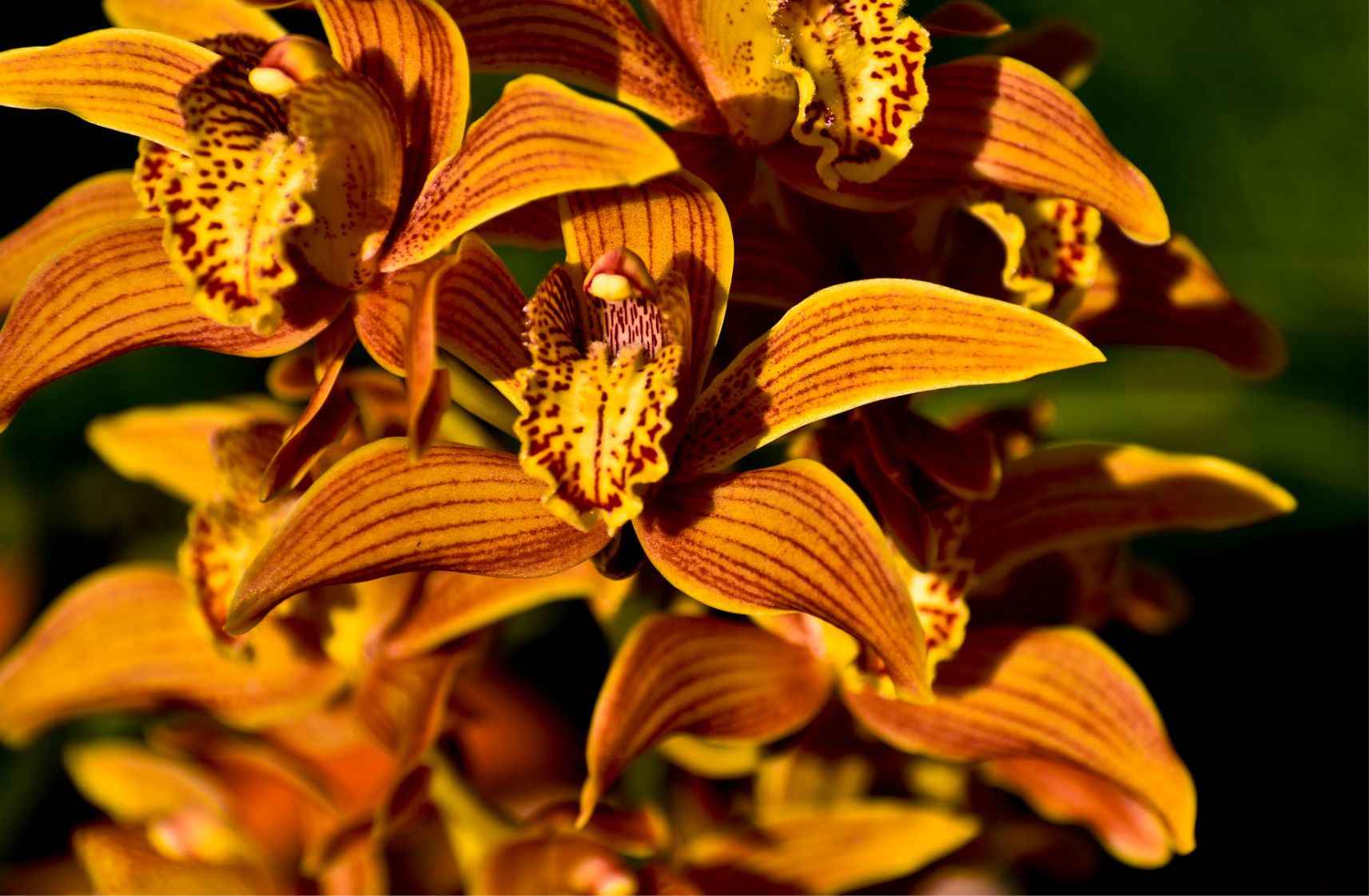 Botanical Garden in Krakow